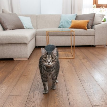 Podłoga drewniana, a zwierzęta domowe