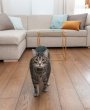Podłoga drewniana, a zwierzęta domowe