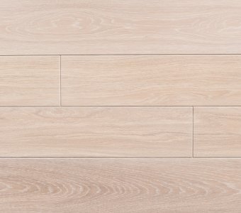 Polish Oaks - Quercus Robur