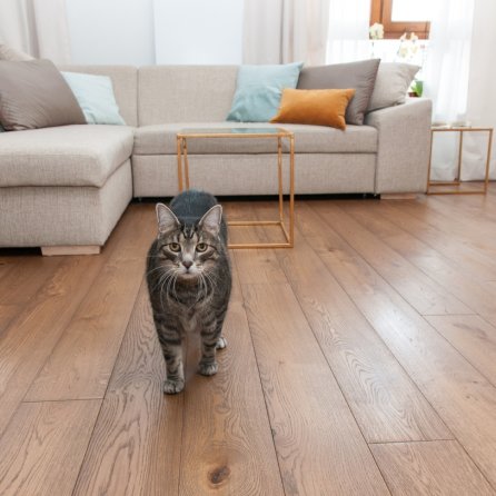 Polskie Dęby Dąb Bursztynowy