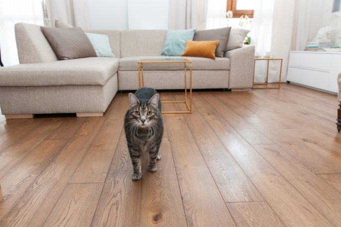 Polskie Dęby Dąb Bursztynowy